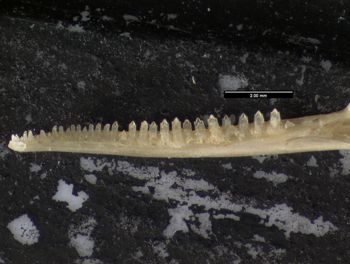 Media type: image;   Herpetology R-125762